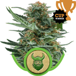 Royal Dwarf Auto Feminised Seeds - 1