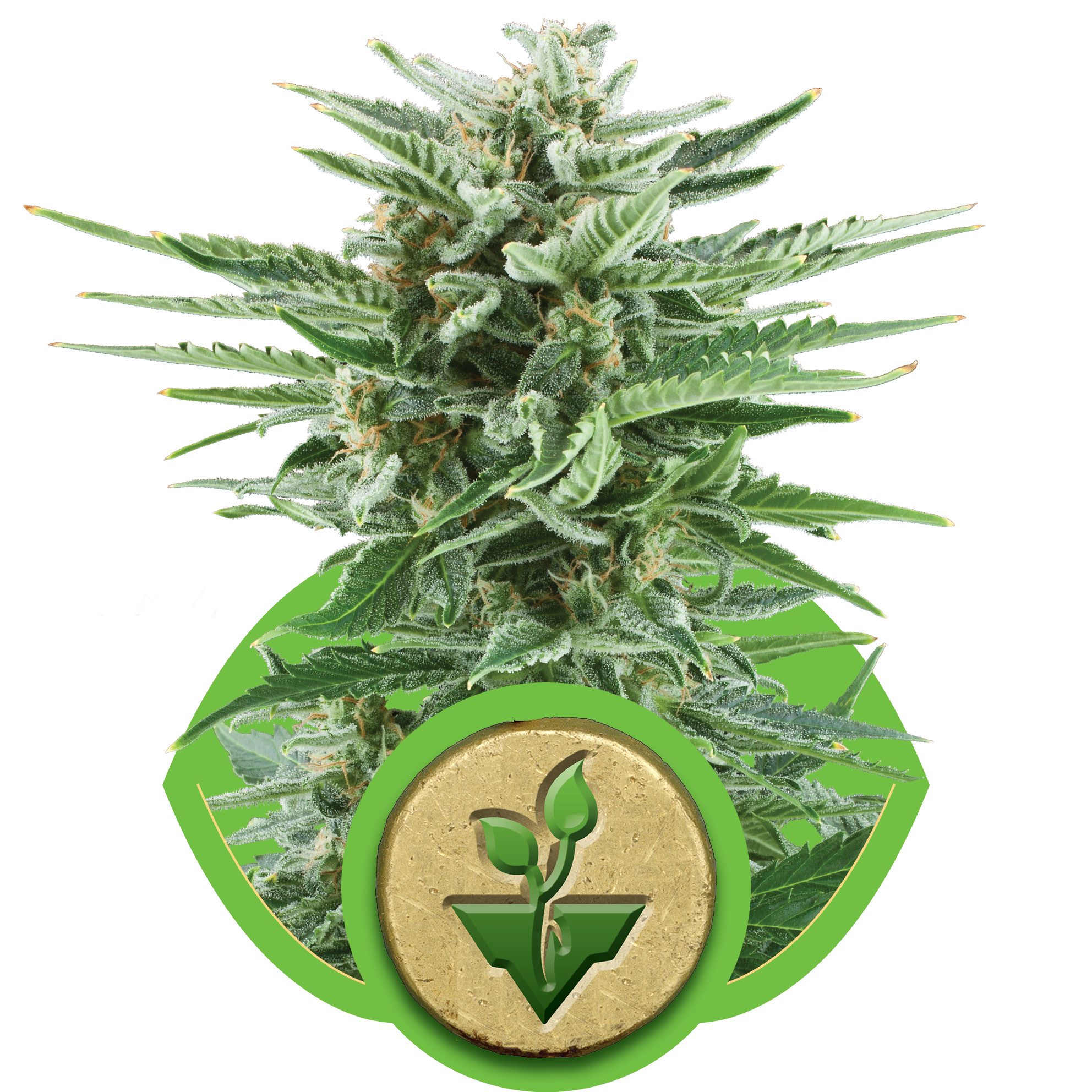 Easy Bud Auto Feminised Seeds - 1
