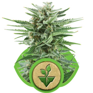 Easy Bud Auto Feminised Seeds - 3