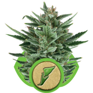 Quick One Auto Feminised Seeds - 5
