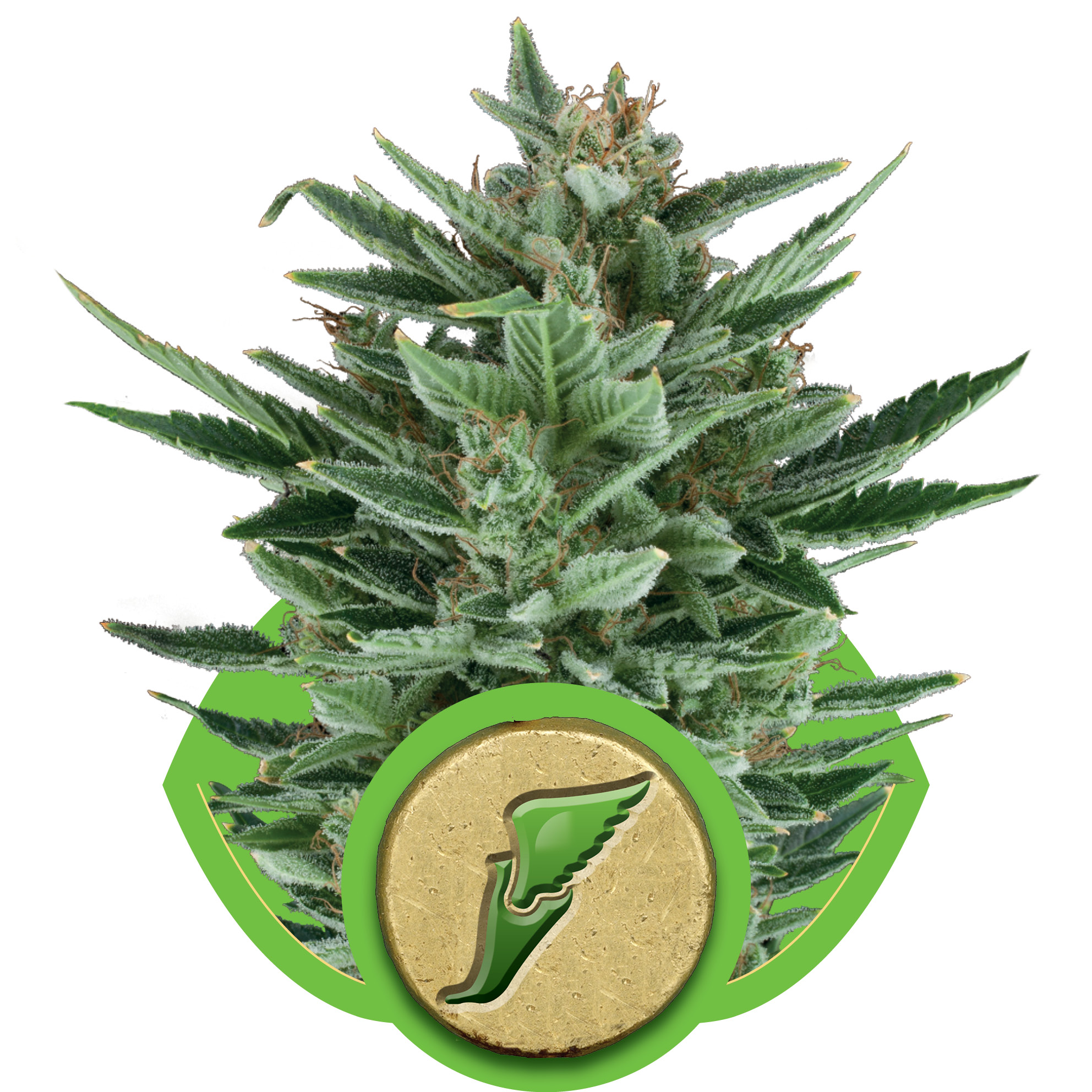 Quick One Auto Feminised Seeds - 5