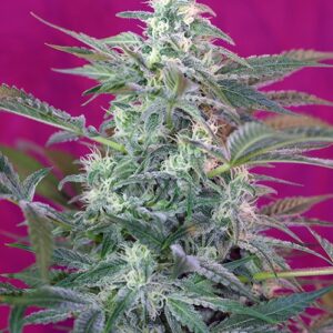 Big Foot Feminised Seeds - 5