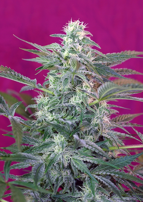Big Foot Feminised Seeds - 5