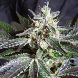 Black Jack Feminised Seeds - 3