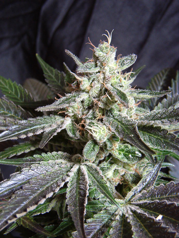 Black Jack Feminised Seeds - 3