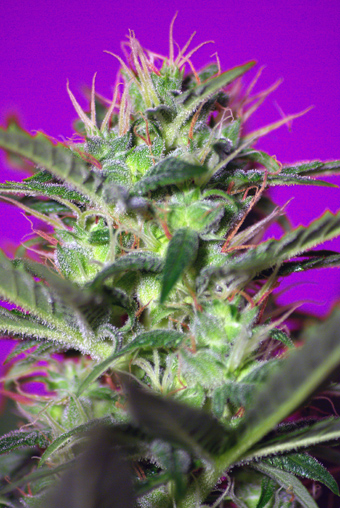 Botafumeiros Feminised Seeds - 3