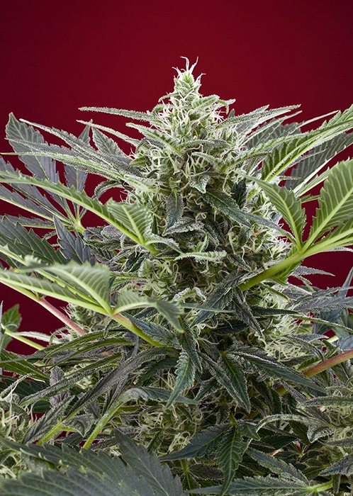Cream 47 Feminised Seeds - 3