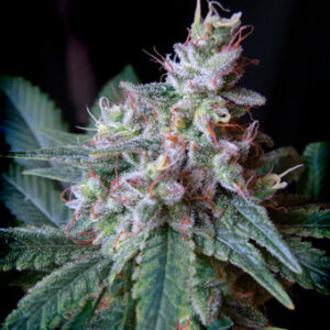 Cream Caramel Feminised Seeds - 3