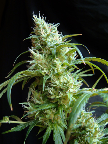 Flash Back #2 Feminised Seeds - 3