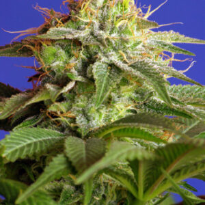 Green Poison Feminised Seeds - 5