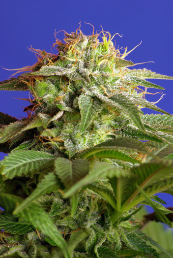Green Poison Feminised Seeds - 5