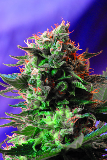 Jack 47 Feminised Seeds - 3
