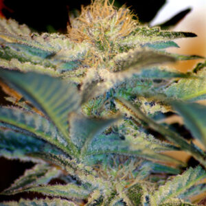 Mohan Ram Feminised Seeds - 5