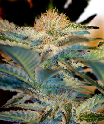 Mohan Ram Feminised Seeds - 5