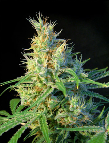 Psicodelicia Feminised Seeds - 5