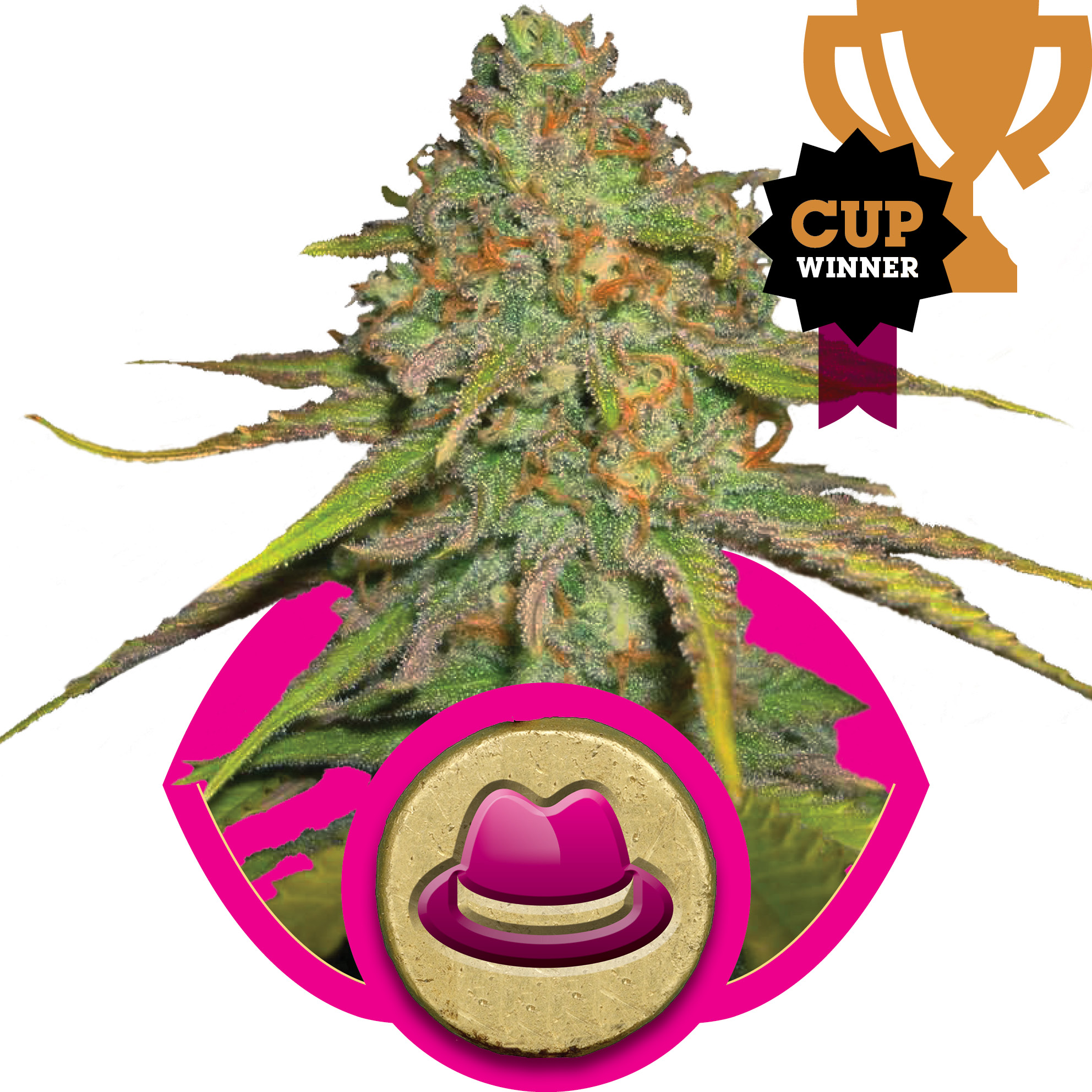 O.G. Kush Feminised Seeds - 1