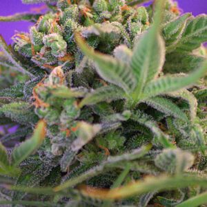 Sweet Cheese Feminised Seeds - 3