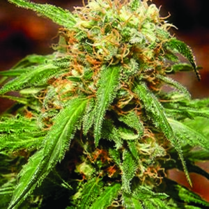 Sweet Tai Feminised Seeds - 5