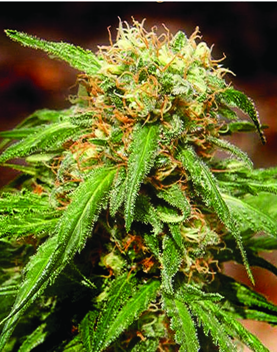 Sweet Tai Feminised Seeds - 5