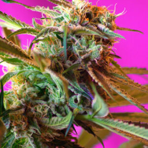 Wild Rose Feminised Seeds - 5