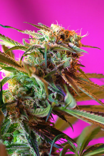Wild Rose Feminised Seeds - 5