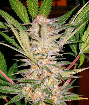 S.A.D. Sweet Afghani Delicious S1 Feminised Seeds - 3