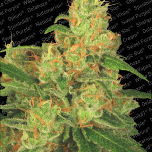 Acid Auto Feminised Seeds - 10