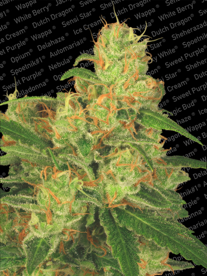 Acid Auto Feminised Seeds - 10