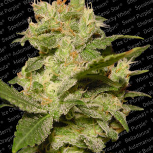 Jack Auto Feminised Seeds - 10