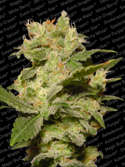 Jack Auto Feminised Seeds - 10