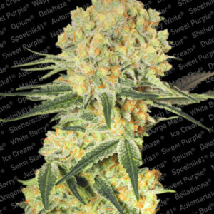 Wappa Auto Feminised Seeds - 10