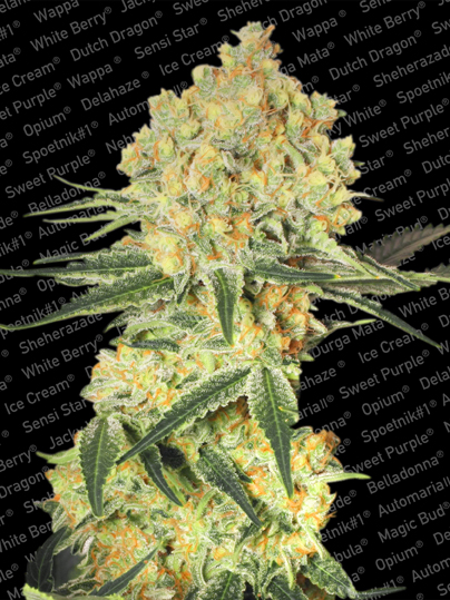 Wappa Auto Feminised Seeds - 10