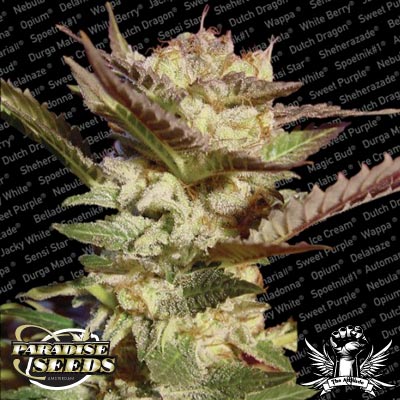 Durga Mata Feminised Seeds - 5