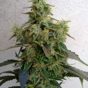 Dieseltonic Feminised Seeds - 5