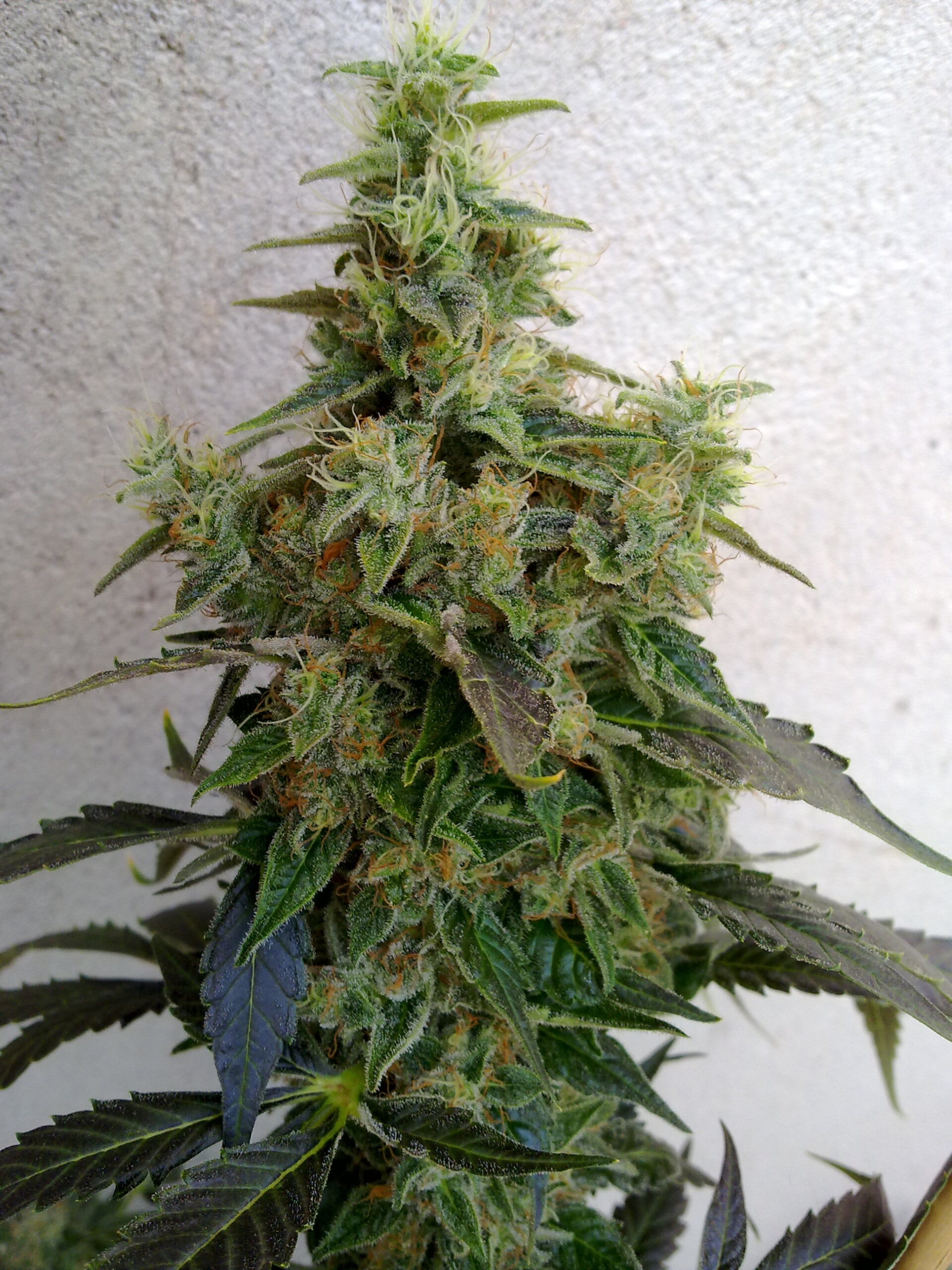 Dieseltonic Feminised Seeds - 5