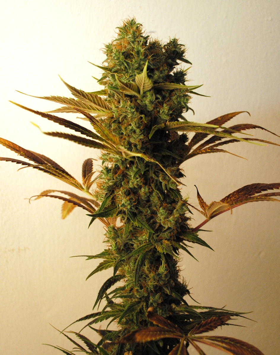 Hammer Shark Feminised Seeds - 5