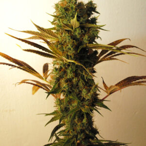 Hammer Shark Feminised Seeds - 10