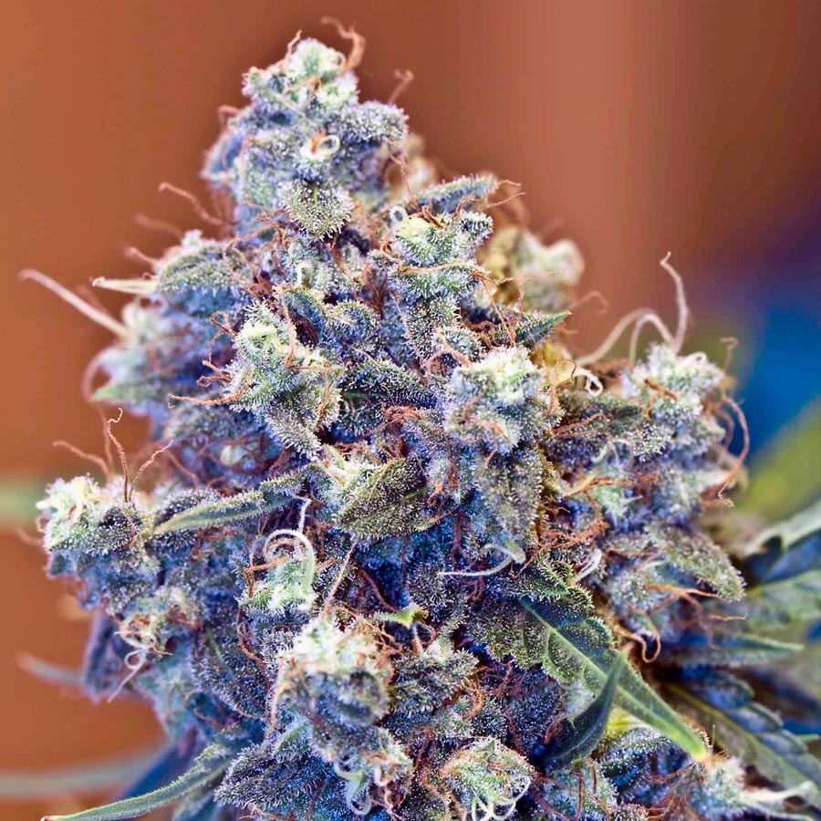 ICED Grapefruit Feminised Seeds - 10