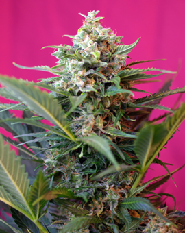 Big Devil XL Auto Feminised Seeds - 5