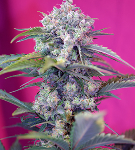 Cream Mandarine Auto Feminised Seeds - 3
