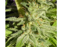 Orient Express Feminised Seeds - 1