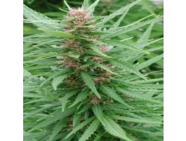 Ace Mix Feminised Seeds - 3
