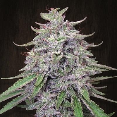 Bangi Haze Regular Seeds - 10