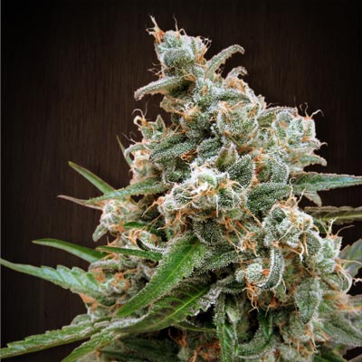 Nepal Jam Regular Seeds - 10