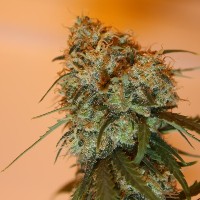 Golden Tiger Regular Seeds - 10