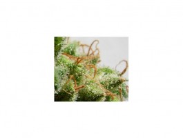 Malawi Regular Seeds - 5
