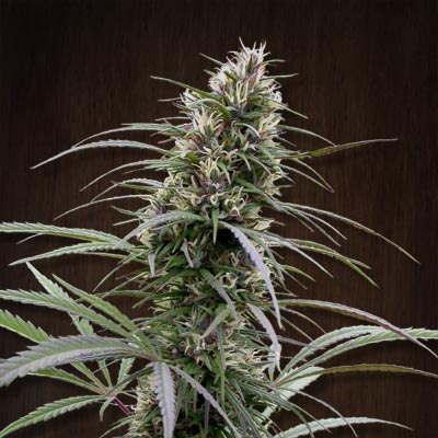 Congo Feminised Seeds - 5