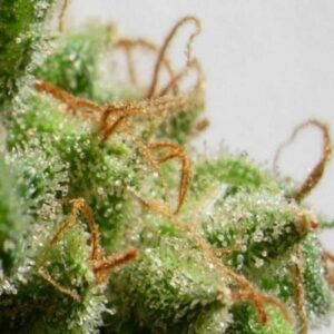 Malawi Feminised Seeds - 1
