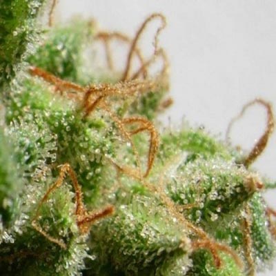 Malawi Feminised Seeds - 1