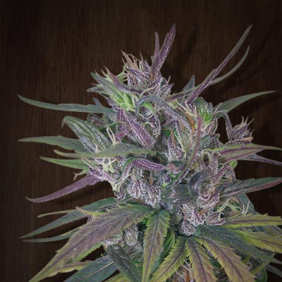 Oldtimer's Haze Regular Seeds - 5